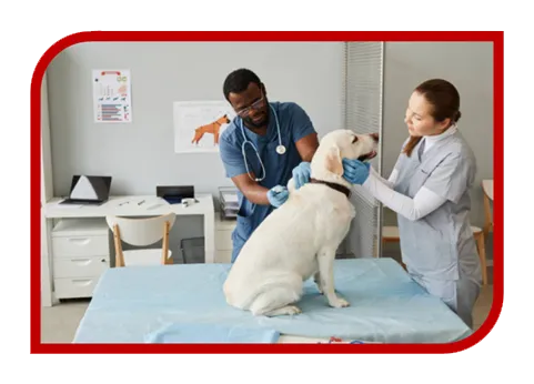Criação de Web Site para Clínica Veterinária