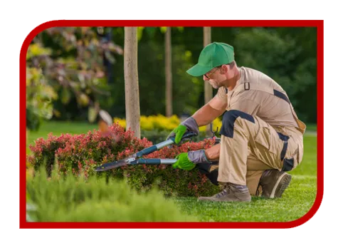 Criação de Web Site para Jardineiro