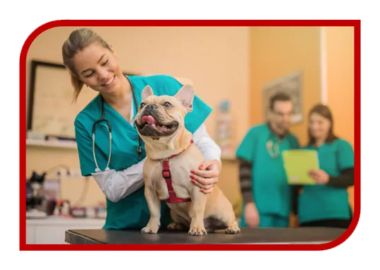 Criação de Web Site para Veterinário
